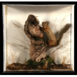 Taxidermy. A W Drew cased Red Squirrel in a naturalistic setting, overall 54cms (21.25ins) wide.