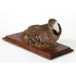 Taxidermy - A partridge mounted on a wooden plinth