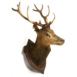 Taxidermy. A large red deer's head mounted on a shield shaped oak plaque.