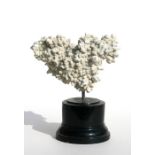 A coral specimen mounted on an ebonised plinth, overall 20cms (8ins) high.