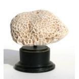 A brain coral specimen mounted on an ebonised plinth, 11cms (4.25ins) high overall.