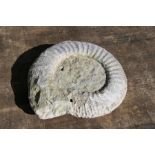 A large Stephanoceras ammonite fossil, 33cms (13ins) diameter.