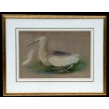 Early 19th century school - Study of a White Heron - dated 1809 lower right, watercolour, framed &