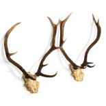 Taxidermy. A set of half skull and ten point antlers; together with another similar eight point