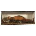 Taxidermy. A cased Polecat in a naturalistic setting, overall 65,5cms (25.75ins) wide.