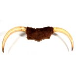 Taxidermy. A large pair of mounted cow horns, 96cms (37.75ins) tip to tip.