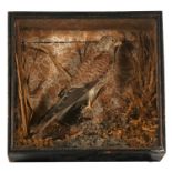 Taxidermy. A cased Kestrel in a naturalistic setting, overall 35cms (13.75ins) wide.