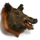 Taxidermy. A boar's head mounted on a shield shaped oak plaque.