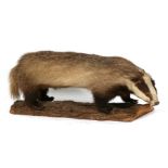 Taxidermy. A European badger mounted on a log, 82cms (13.5ins) long.