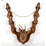 Taxidermy. A Roebuck head mounted on an oak plaque with hoof gun supports.