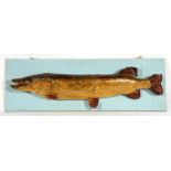 Taxidermy. A Pike mounted on a board, 104cms (41ins) long.