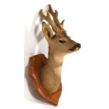 Taxidermy. A roebuck head and shoulders with velvet antlers, mounted on a walnut plaque.