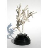 A stag horn coral specimen mounted on an ebonised plinth, overall 39cms (15.25ins) high.