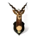 Taxidermy. A Roland Ward black buck antelope mounted on an oak shield shaped plaque, with Roland