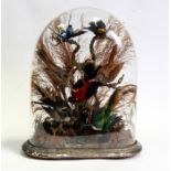 Taxidermy. A Victorian display of seven exotic birds in a naturalistic setting under a glass dome,