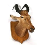 Taxidermy. A hartebeest antelope mounted on a shield shaped plaque.