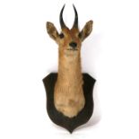 Taxidermy. An antelope head mounted on a shield shape plaque.