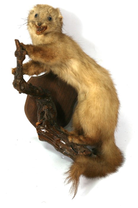 Taxidermy. A pine martin mounted on a log.