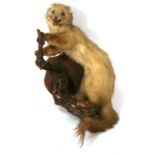 Taxidermy. A pine martin mounted on a log.