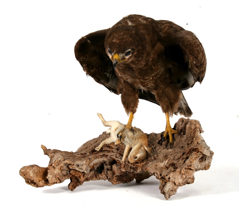 Taxidermy. A European buzzard with its prey mounted on a log.