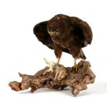 Taxidermy. A European buzzard with its prey mounted on a log.