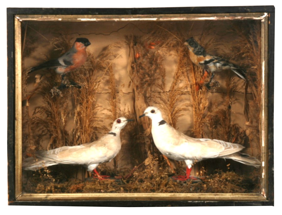 Taxidermy. A cased group of birds to include doves and finches in a naturalistic setting.