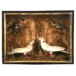 Taxidermy. A cased group of birds to include doves and finches in a naturalistic setting.