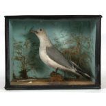 Taxidermy. A cased seagull in a naturalistic setting.