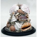 A Victorian seashell display mounted on an ebonised plinth. 28cm (11 ins) high