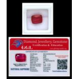 A natural sapphire loose gemstone with GGL certificate report stating the sapphire to be 8.55cts,