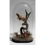A Victorian glass dome containing the remains of a taxidermy study of a bird, 65cms (25.5ins) high.