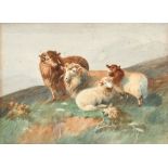 Victorian school - Study of Sheep on Moorland - watercolour, unframed, 37 by 27cms (14.5 by 10.