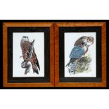 Roy Gaulim - three watercolour studies of Hawks, signed lower right, framed and glazed in maple