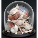 A shell display mounted under a glass dome, 33cms (13ins) high.