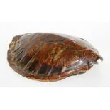 An early 20th century turtle shell. 44cm (17.25 ins) long