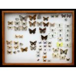 A cased set of early 20th century British butterflies.