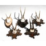 A group of five mounted roebuck half skull and antlers, four on carved plaques (5).