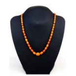 A butterscotch amber graduated bead necklace, 50cms (19.75ins) long, the largest bead 15mm.Condition