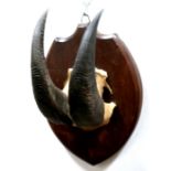 Taxidermy. A pair of horns and half scull mounted on a shield shaped plaque with 'Theobald Bros,