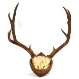 Taxidermy. A pair of eight point antlers and half scull, mounted on a shield shaped plaque.