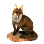 Taxidermy. A seated red fox mounted on a wooden stand, 51cms (20ins) high.