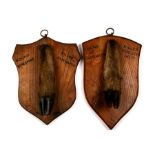 Taxidermy. Two deer slots mounted on shield shaped oak plaques, one dated 1936.