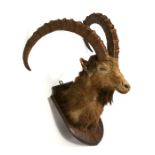 Taxidermy. An Alpine Ibex head & shoulder mounted on a shield shaped oak plaque.