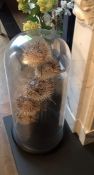 Nine taxidermy pufferfish under glass dome