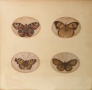 19th century school  Watercolour drawing  Study of four butterflies the whole measure 25 cms x 25cms