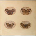 19th century school  Watercolour drawing  Study of four butterflies the whole measure 25 cms x 25cms