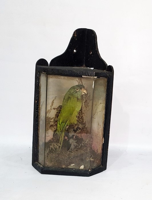 Taxidermy specimen green parrot in faceted glass fronted case