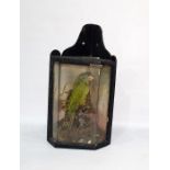 Taxidermy specimen green parrot in faceted glass fronted case