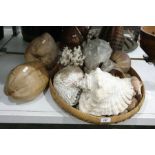 Quantity of decorative shells, coral, etc