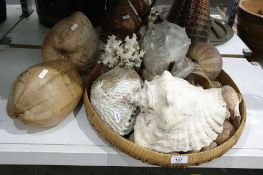 Quantity of decorative shells, coral, etc